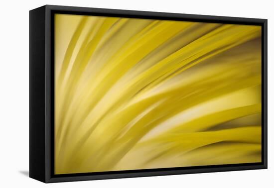 Filaments-Ursula Abresch-Framed Premier Image Canvas