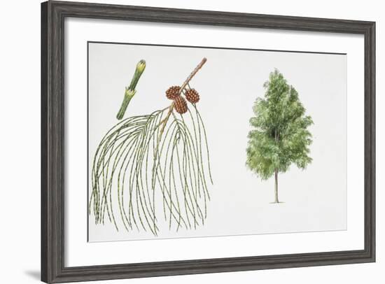 Filao Tree (Casuarina Equisetifolia) Plant with Flower, Leaf and Fruit-null-Framed Giclee Print