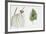 Filao Tree (Casuarina Equisetifolia) Plant with Flower, Leaf and Fruit-null-Framed Giclee Print