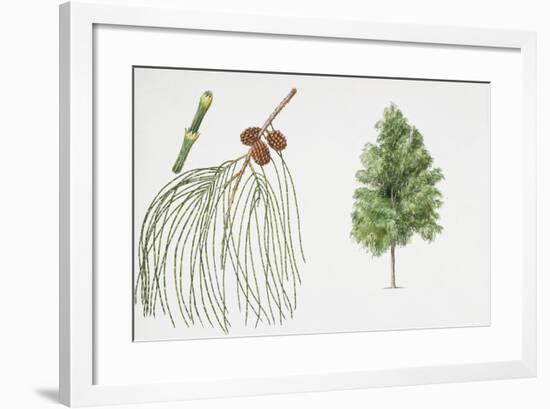 Filao Tree (Casuarina Equisetifolia) Plant with Flower, Leaf and Fruit-null-Framed Giclee Print