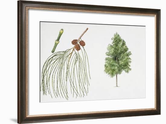 Filao Tree (Casuarina Equisetifolia) Plant with Flower, Leaf and Fruit-null-Framed Giclee Print