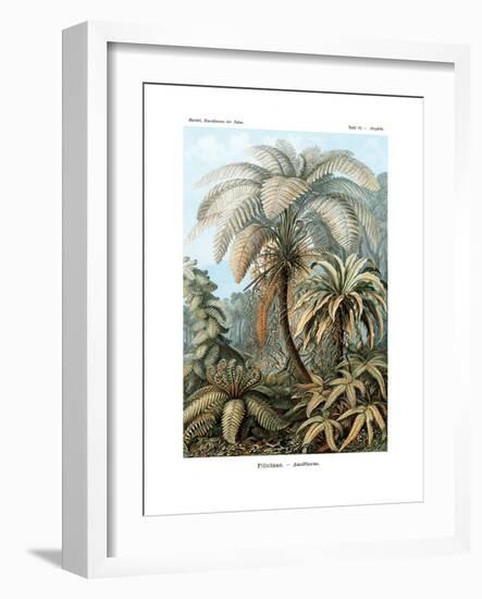 Filicinae, 1899-1904-null-Framed Giclee Print