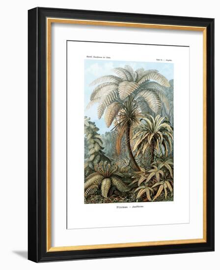 Filicinae, 1899-1904-null-Framed Giclee Print