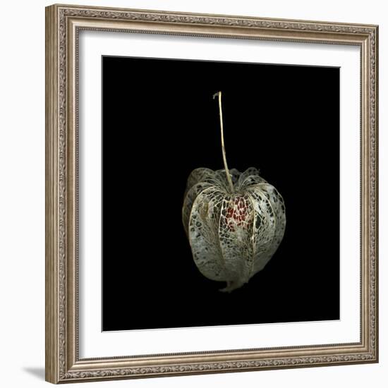 Filigree - A Jewel, Physalis-Magda Indigo-Framed Photographic Print