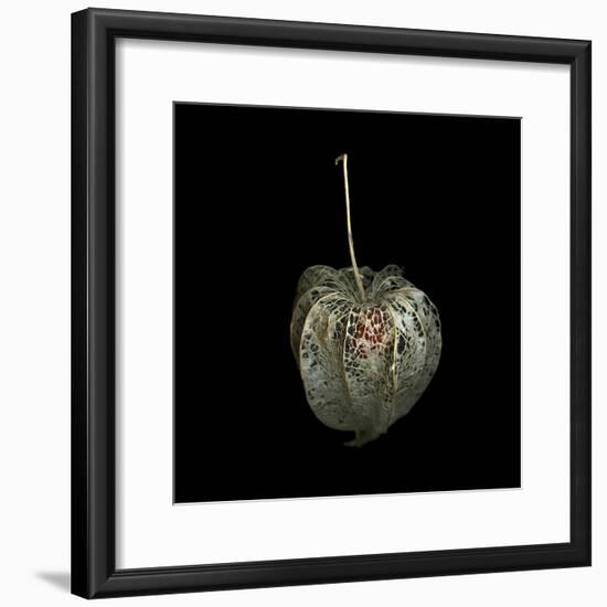 Filigree - A Jewel, Physalis-Magda Indigo-Framed Photographic Print