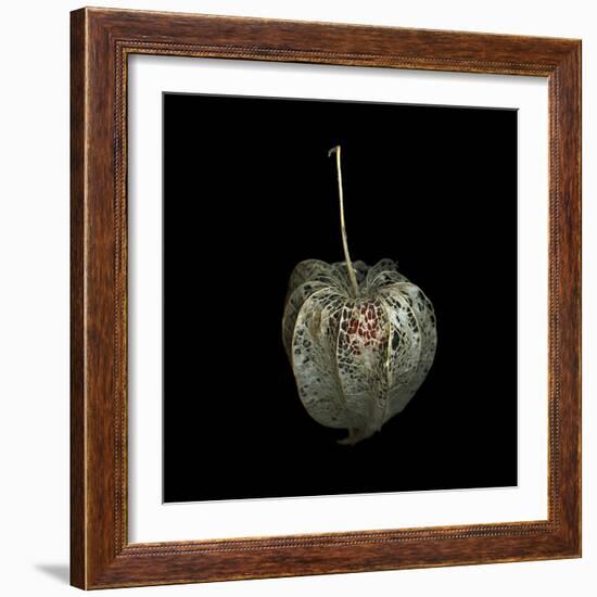 Filigree - A Jewel, Physalis-Magda Indigo-Framed Photographic Print