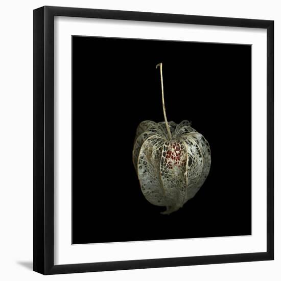 Filigree - A Jewel, Physalis-Magda Indigo-Framed Photographic Print