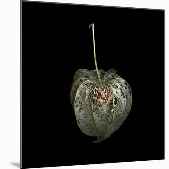 Filigree - A Jewel, Physalis-Magda Indigo-Mounted Photographic Print