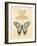 Filigree Papillon-Chad Barrett-Framed Art Print