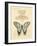 Filigree Papillon-Chad Barrett-Framed Art Print