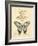 Filigree Papillon-Chad Barrett-Framed Art Print