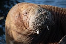 The Walrus Freya Resting in Hvide Sande-Filip Jensen-Framed Premier Image Canvas