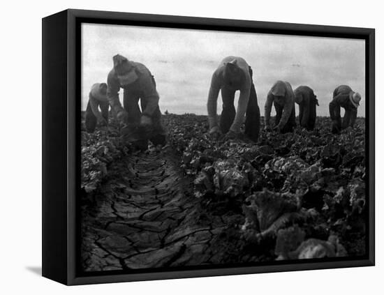 Filipinos Cutting Lettuce, Salinas, California, 1935-Dorothea Lange-Framed Stretched Canvas
