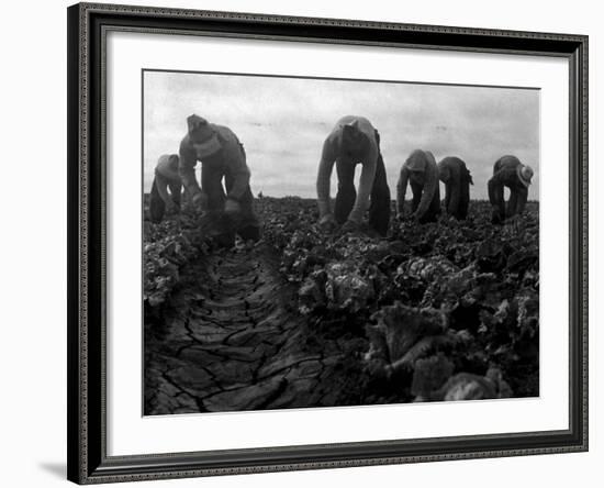 Filipinos Cutting Lettuce, Salinas, California, 1935-Dorothea Lange-Framed Photo