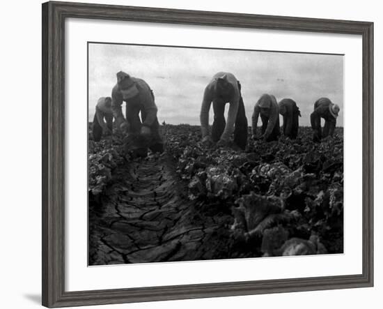 Filipinos Cutting Lettuce, Salinas, California, 1935-Dorothea Lange-Framed Photo