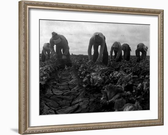 Filipinos Cutting Lettuce, Salinas, California, 1935-Dorothea Lange-Framed Photo