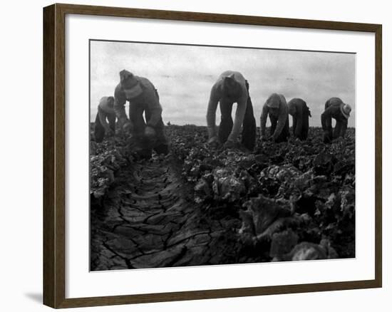 Filipinos Cutting Lettuce, Salinas, California, 1935-Dorothea Lange-Framed Photo