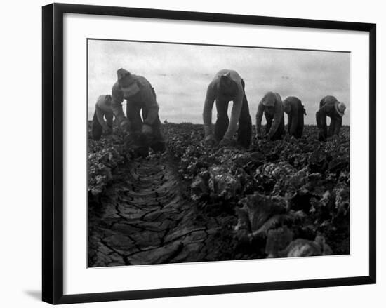 Filipinos Cutting Lettuce, Salinas, California, 1935-Dorothea Lange-Framed Photo