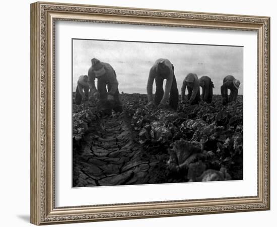 Filipinos Cutting Lettuce, Salinas, California, 1935-Dorothea Lange-Framed Photo