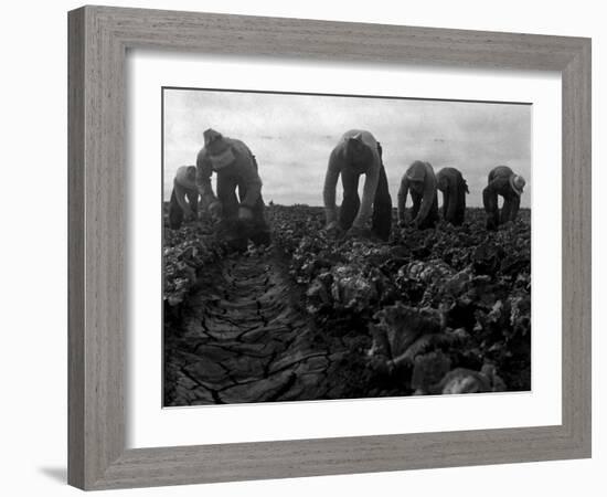 Filipinos Cutting Lettuce, Salinas, California, 1935-Dorothea Lange-Framed Photo