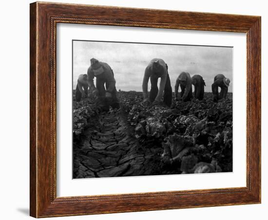 Filipinos Cutting Lettuce, Salinas, California, 1935-Dorothea Lange-Framed Photo