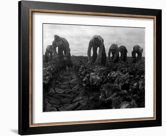 Filipinos Cutting Lettuce, Salinas, California, 1935-Dorothea Lange-Framed Photo