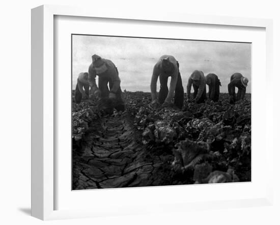 Filipinos Cutting Lettuce, Salinas, California, 1935-Dorothea Lange-Framed Photo