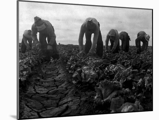 Filipinos Cutting Lettuce, Salinas, California, 1935-Dorothea Lange-Mounted Photo
