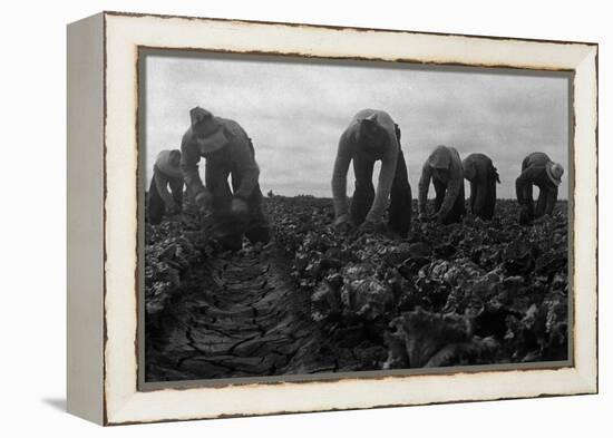 Filipinos Cutting Lettuce-Dorothea Lange-Framed Stretched Canvas