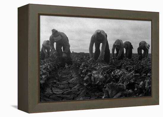 Filipinos Cutting Lettuce-Dorothea Lange-Framed Stretched Canvas