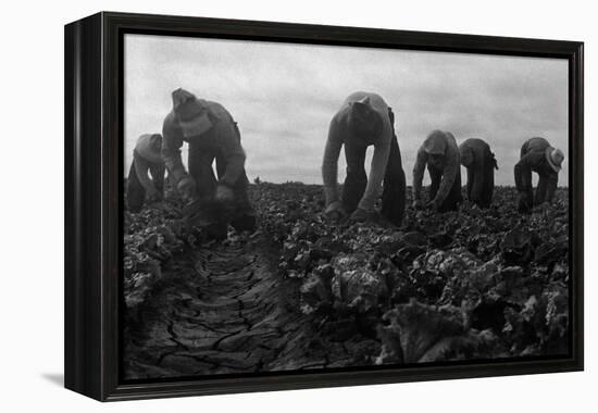 Filipinos Cutting Lettuce-Dorothea Lange-Framed Stretched Canvas