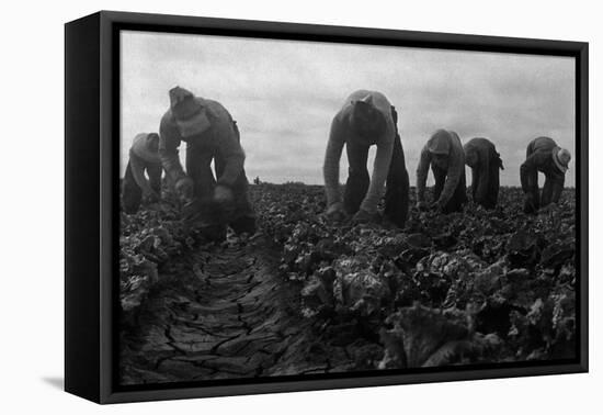 Filipinos Cutting Lettuce-Dorothea Lange-Framed Stretched Canvas