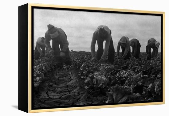 Filipinos Cutting Lettuce-Dorothea Lange-Framed Stretched Canvas