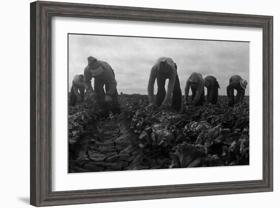 Filipinos Cutting Lettuce-Dorothea Lange-Framed Art Print