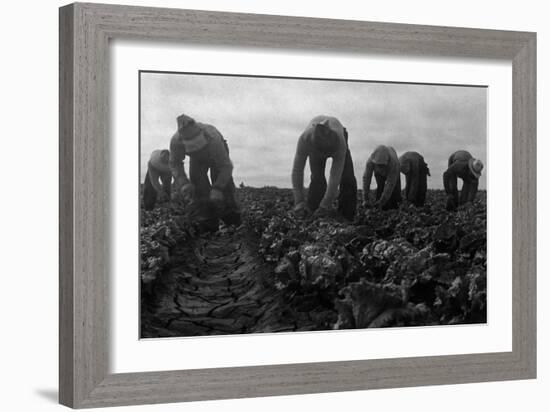 Filipinos Cutting Lettuce-Dorothea Lange-Framed Art Print