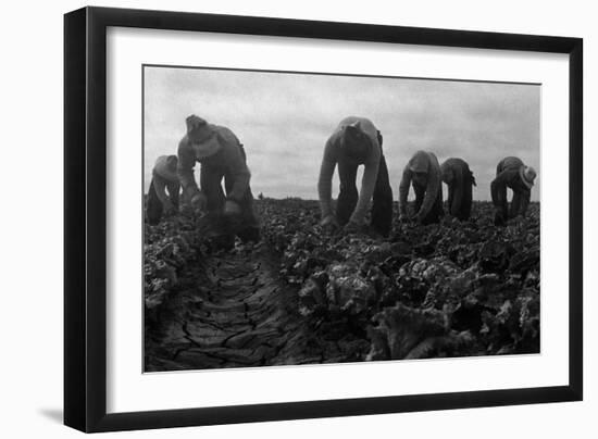 Filipinos Cutting Lettuce-Dorothea Lange-Framed Art Print