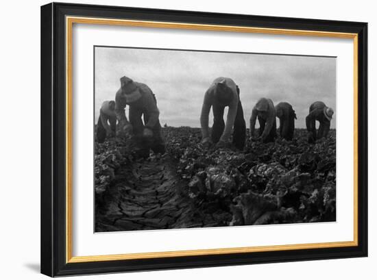 Filipinos Cutting Lettuce-Dorothea Lange-Framed Art Print