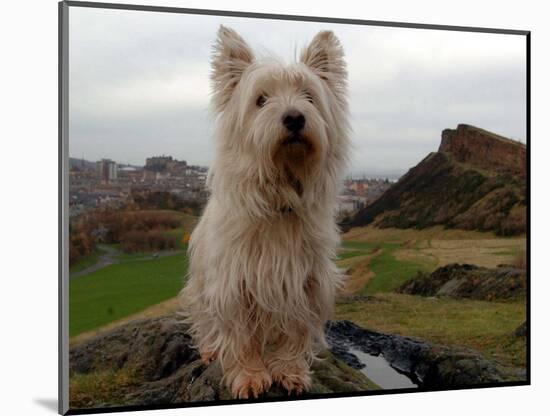 Filming the Adventures of Bobby, Edinburgh, November 2004-null-Mounted Photographic Print