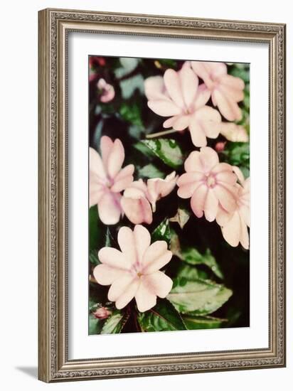 Filter Flowers II-Gail Peck-Framed Photographic Print