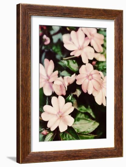 Filter Flowers II-Gail Peck-Framed Photographic Print
