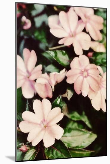 Filter Flowers II-Gail Peck-Mounted Photographic Print