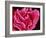 Fimbriae of a Fallopian Tube, SEM-Susumu Nishinaga-Framed Photographic Print