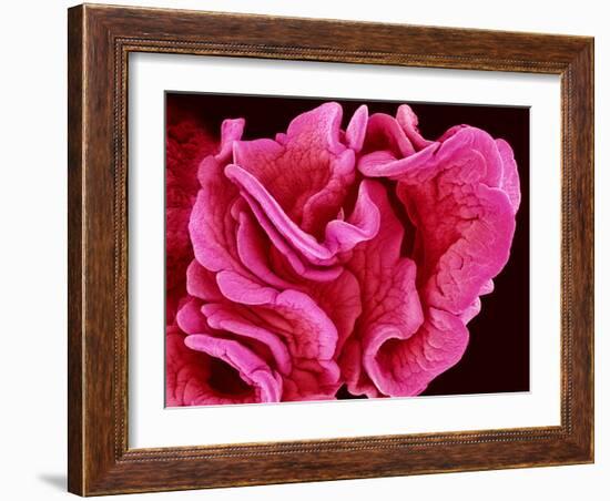 Fimbriae of a Fallopian Tube, SEM-Susumu Nishinaga-Framed Photographic Print