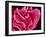 Fimbriae of a Fallopian Tube, SEM-Susumu Nishinaga-Framed Photographic Print