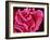 Fimbriae of a Fallopian Tube, SEM-Susumu Nishinaga-Framed Photographic Print