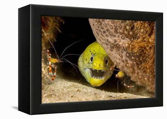 Fimbriated moray peering out from crevice, Philippines-David Fleetham-Framed Premier Image Canvas