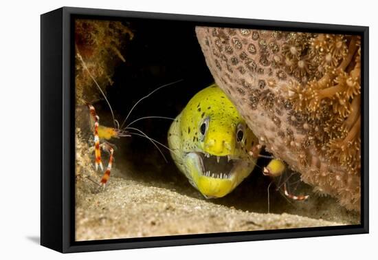 Fimbriated moray peering out from crevice, Philippines-David Fleetham-Framed Premier Image Canvas