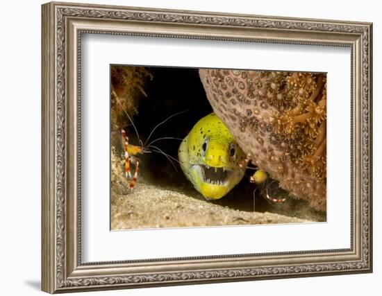 Fimbriated moray peering out from crevice, Philippines-David Fleetham-Framed Photographic Print