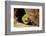 Fimbriated moray peering out from crevice, Philippines-David Fleetham-Framed Photographic Print