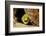 Fimbriated moray peering out from crevice, Philippines-David Fleetham-Framed Photographic Print